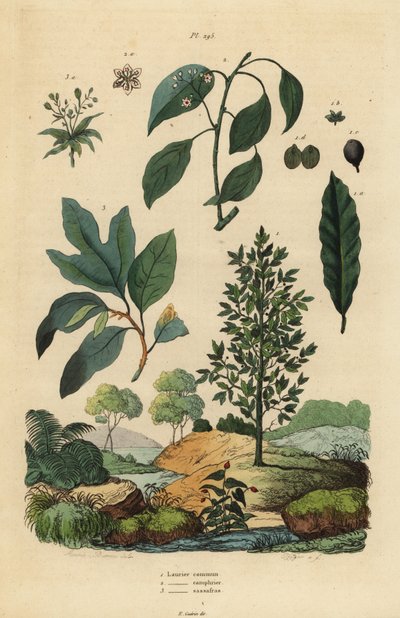 ベイローレル(Laurus nobilis) 1、クスノキ(Cinnamomum camphora) 2、サッサフラス(Sassafras albidum) 3 作： Unbekannt