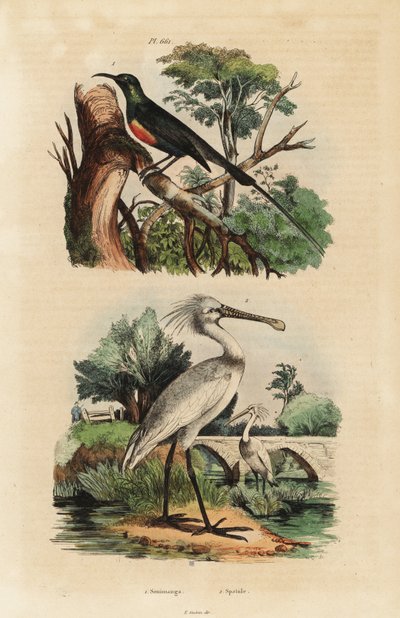 美しいサンバード（Cinnyris pulchella）とヘラサギ（Platalea leucorodia）。 作： Unbekannt