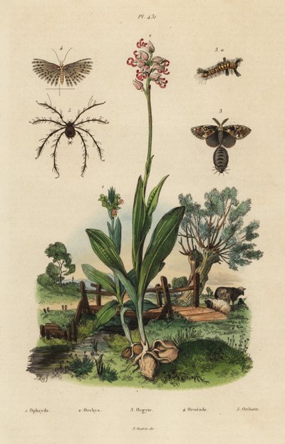 ハチジョウソウ、Ophrys apifera 1、モンキーオーキッド、Orchis simia 2、サビイロウンカ、Orgyia antiqua 3、ツチノコガ、Alucita hexadactyla 4、Oribata geniculata ダニ 5 作： Unbekannt
