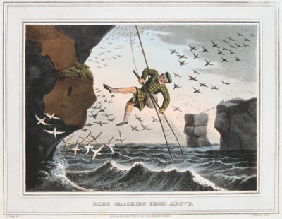 上から鳥を捕まえる、シェトランド諸島、1813 作： Unbekannt