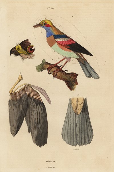 鳥の解剖学、くちばし、翼、尾、羽毛 作： Unbekannt