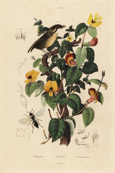 クロホシイシモチ、Conopophaga melanops、ハンサムスイートピー、Platylobium formosum、Inostemma boscii wasp 作： Unbekannt