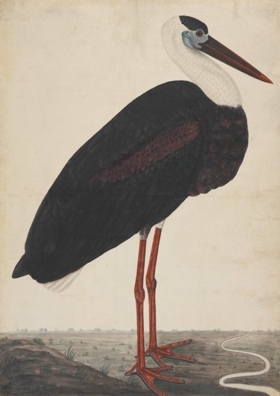 風景の中のコウノトリ、カリフォルニア州。 1780年。 作： Unbekannt
