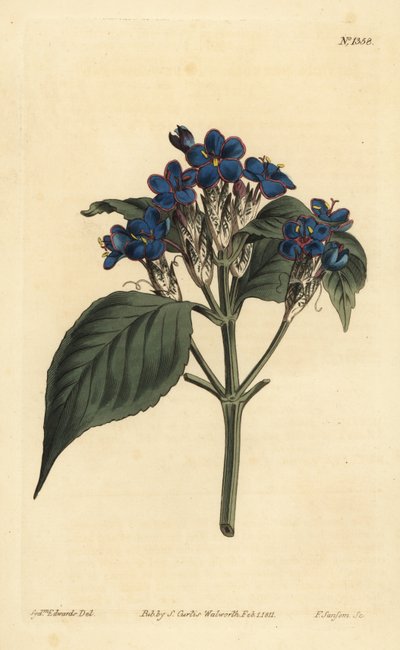 ブルーセージ（Eranthemum pulchellum）（青い花のジャスティシア（Justicia nervosa）の意 作： Unbekannt