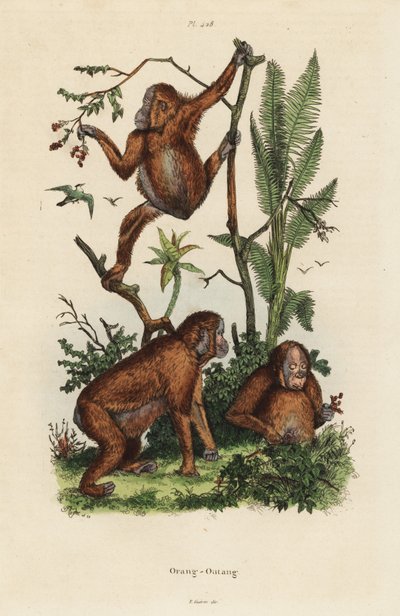 ボルネオ島のオランウータン、Pongo pygmaeus 作： Unbekannt