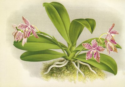 ボタニカルボード/Phalaenopsis luddemanniana/Lindenia 作： Unbekannt
