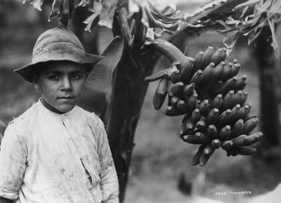 木、テネリフェ島、カナリア諸島、スペイン、c1920s-c1930sで成長しているバナナを持つ少年 作： Unbekannt