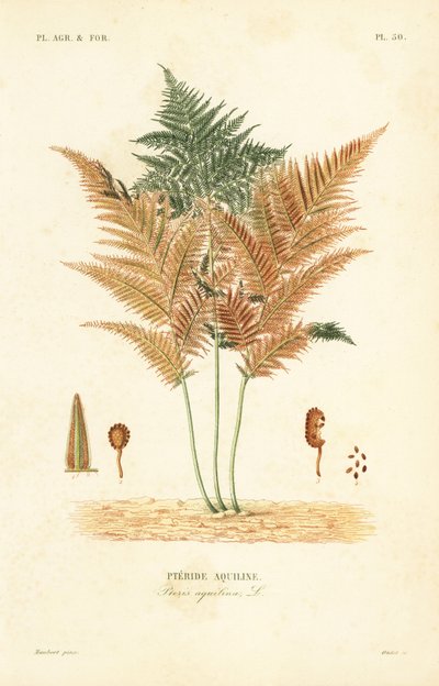 ワラビまたはコモンブレーキシダ、Pteridium aquilinum、Pteris aquilina、Pteride aquiline 作： Unbekannt