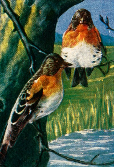 Bramblings、c1928。 作： Unbekannt