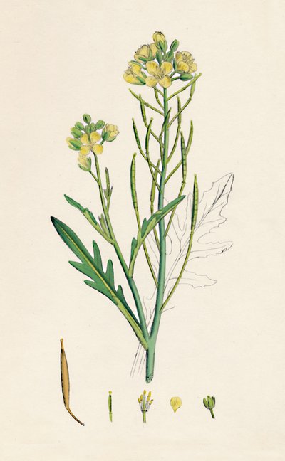 Brassica tenuifolia。 19世紀の壁ロケット 作： Unbekannt
