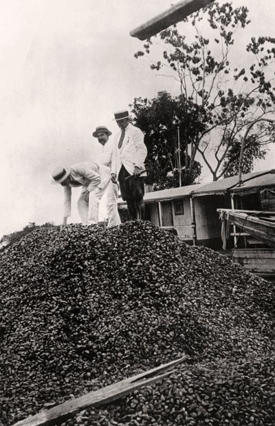 アマゾンバレー、c1900年代から収穫されたブラジルのナッツ 作： Unbekannt