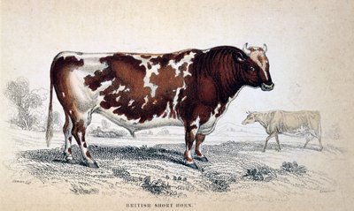 ブリティッシュショートホーン、1839 作： Unbekannt