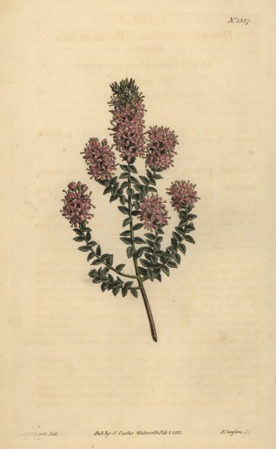 ブフ、Agathosma pulchella（鈍葉のジオスマ、Diosma pulchella 作： Unbekannt