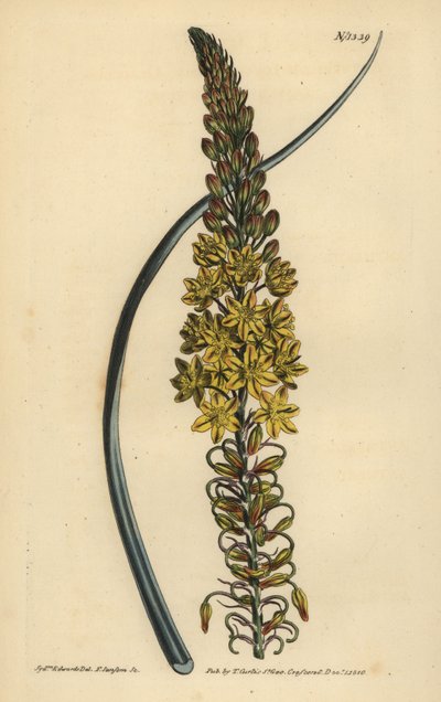 Bulbine asphodeloides (Glaucous leaved anthericum, Anthericum longiscapum) 作： Unbekannt