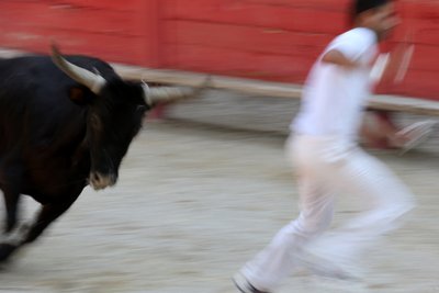 闘牛（Course camarguaise）。雄牛の頭からロゼットを奪うことを目的とした（雄牛にとっては）無血のスペクタクル（フランス・ヴァラブレーグ市 作： Unbekannt