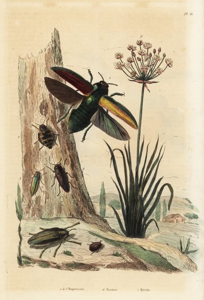 ブプレストのカブトムシ1～5、フラワーラッシュのButomus umbellatus 6、ダンゴムシのByrrhus pilula 7 作： Unbekannt