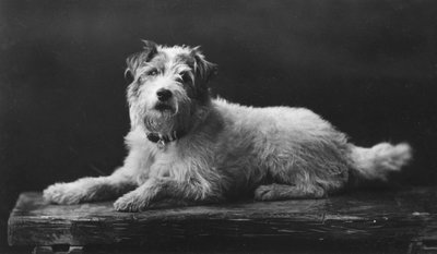 シーザー、キングエドワーズ好きな犬、20世紀 作： Unbekannt