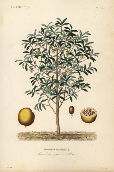 Calabash nutmeg, Monodora myristica, Monodore aromatique 作： Unbekannt
