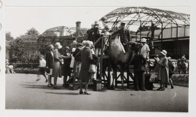 キャメルライド（1930年頃 作： Unbekannt