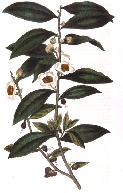 Camellia sinensis - 茶樹、1823年 作： Unbekannt