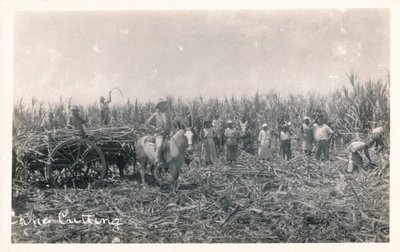 杖切断、c1930 作： Unbekannt