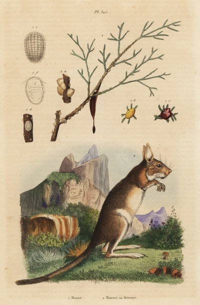 ケープ・ノウサギ（Lepus capensis）2、マナ・アッシュ（Fraxinus ornus）1 作： Unbekannt