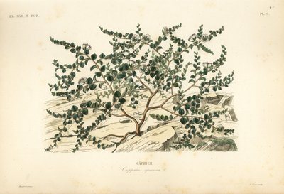 Caper bush or Flinders rose, Capparis spinosa, Caprier 作： Unbekannt