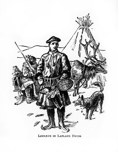 Carolus Linnaeus、18世紀スウェーデンの植物学者、医師、動物学者、20世紀 作： Unbekannt