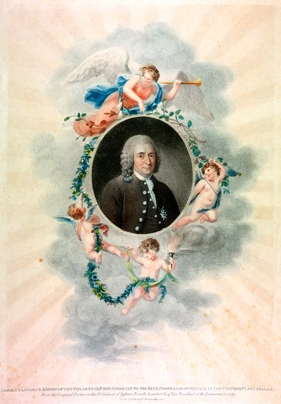 Carolus Linnaeus、スウェーデンの博物学者および医師、1807年 作： Unbekannt
