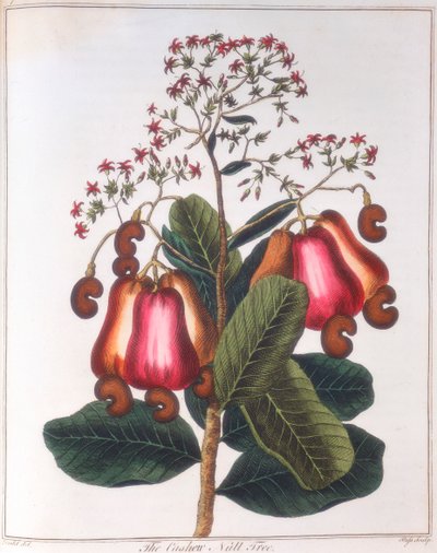 カシューナッツ-Anacardium occidentale、c1798 作： Unbekannt