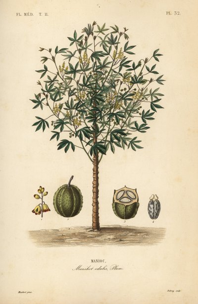 キャッサバ、ユカまたはマニオック植物、Manihot esculenta、Manihot edulis、Manioc 作： Unbekannt