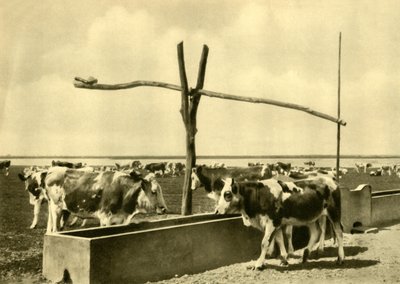 牛の飼い葉桶、オーストリア、ブルゲンラント州、c1935。 作： Unbekannt