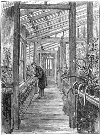 チャールズダーウィン1809-1882、イギリスの博物学者、温室で 作： Unbekannt
