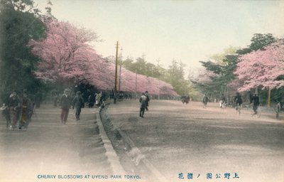 東京上野公園の桜、c1910 作： Unbekannt