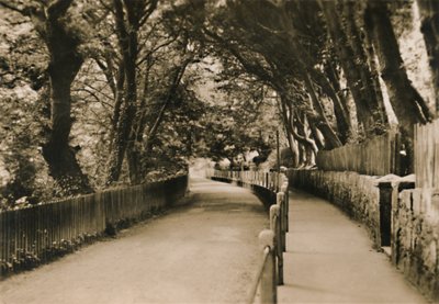 チャインアベニュー、シャンクリン、IW、c1920。 作： Unbekannt