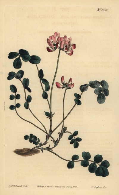 中国のミルクベッチまたはアンベレーテッド・アストラガルス、Astragalus sinicus 作： Unbekannt