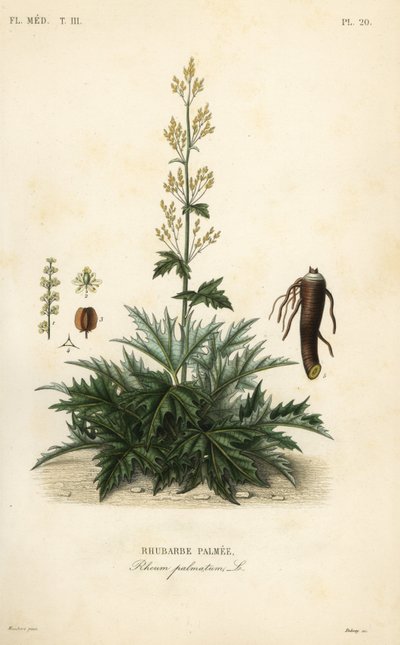 チャイニーズルバーブまたはルバーブルート、Rheum palmatum、Rhubarbe palmee 作： Unbekannt
