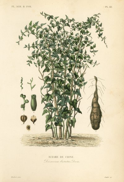 チャイニーズヤムまたはシナモンバイン、Dioscorea polystachya、Dioscorea batatas、Igname de Chine 作： Unbekannt