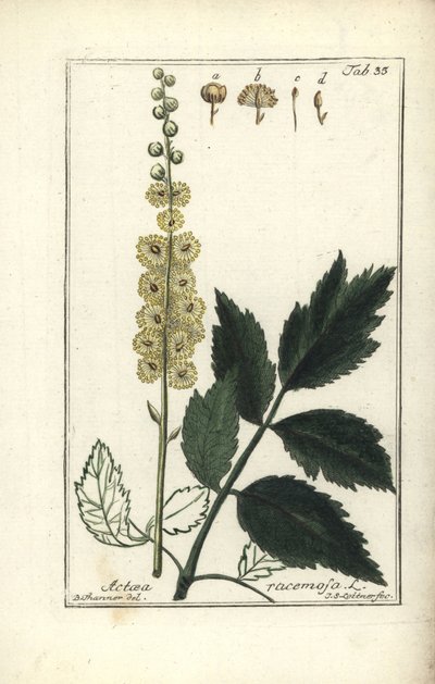Cimicifuga Cimicifuga racemosa or Black cohosh, Actaea racemosa (actee a grappe) 作： Unbekannt