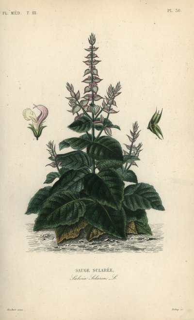 クラリセージ（Salvia selarea, Sauge sclaree 作： Unbekannt