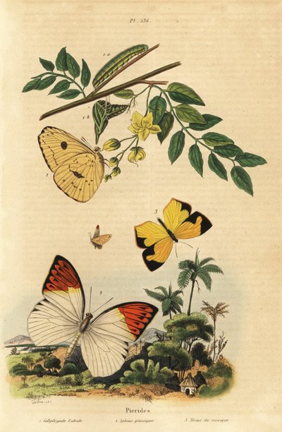 クラウドレス・サルファー（Phoebis sennae）1、グレート・オレンジ・チップ（Hebomoia glaucippe）2、メキシカン・イエロー（Eurema mexicana）3。 作： Unbekannt