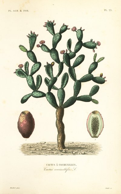 コチニールサボテン、Nopalea cochenillifera、Opuntia cochenillifera、Cactus cochenillifer、Cactus coccinellifer、Cactus a cochenilles 作： Unbekannt