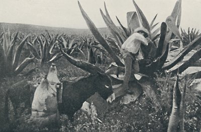 マギーから蜂蜜水を集める、1916 作： Unbekannt