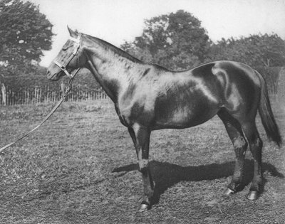 コモン、19世紀、1911 作： Unbekannt