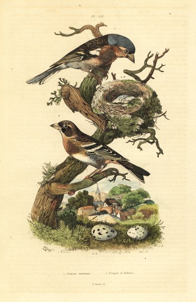 巣と卵を持つチャフィンチ（Fringilla coelebs）、卵を持つブランブリング（Fringilla montifringilla） Pinson commun et pinson d