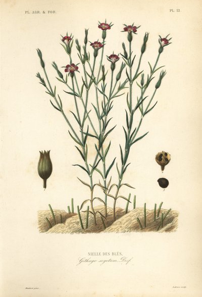 コーンコックル、Agrostemma githago、Githago segetum、Nielle des bles、Lによる手彩色のスティールエングレーヴィング。 作： Unbekannt