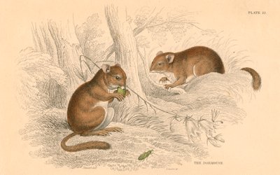 一般的なヤマネMuscardinus arvellanarius、冬眠げっ歯類、1828 作： Unbekannt