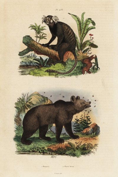 マーモセット（Callithrix jacchus）1、ヒグマ（Ursus arctos）とミツバチ2 作： Unbekannt