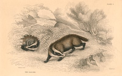 コモンまたはユーラシアのアナグマMeles meles、1828 作： Unbekannt