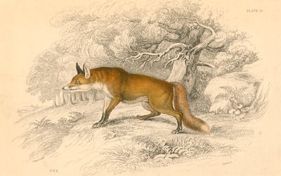 キツネキツネキツネ属、1828年 作： Unbekannt